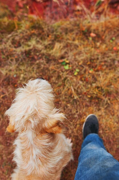 Mann streichelt Hund.