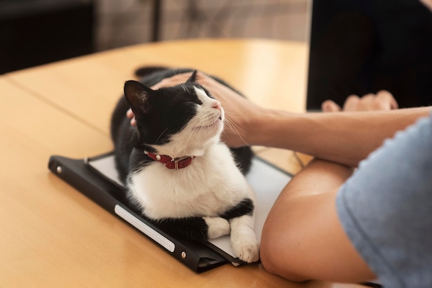 Mann streichelt Katze während der Arbeit zu Hause während der Quarantäne