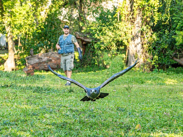 Foto mann übt falknerei mit dem schwarzbrüstigen bussardeagle