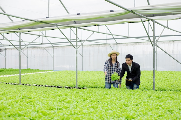 Mann und Frau, die hydroponisches Gemüse auf der Farm inspizieren