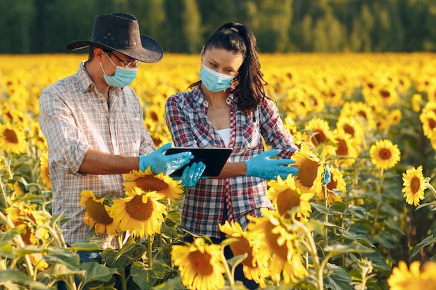 Mann und Frau Landwirt Agronom in Handschuhen und Gesichtsmaske auf dem Sonnenblumenfeld mit Tablet, das die Ernte überprüft.