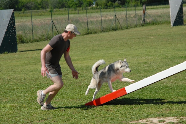 Mann und Husky in Agilität