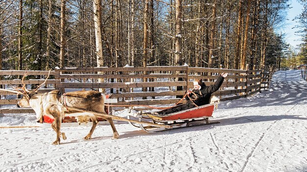 Mann während Rentierschlittenfahrt im Winter Rovaniemi, Lappland, Finnland