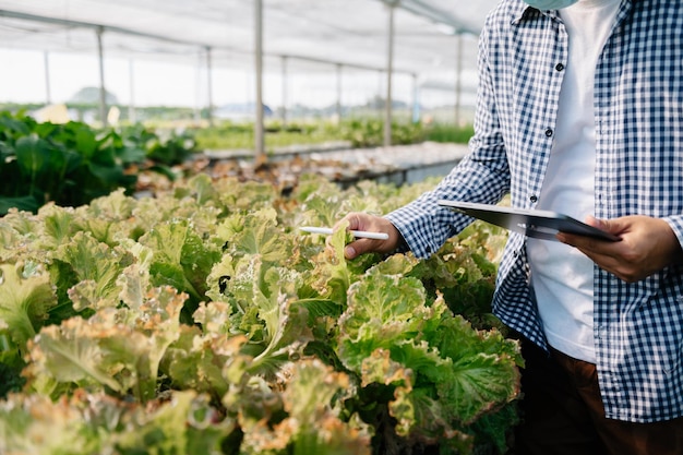 Mannbauer, der Bio-Gemüse sucht und ein Tablet hält, um Bestellungen oder QualitätsfarmxA zu überprüfen