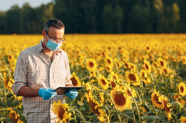 Mannbauern-Agronom in Handschuhen und Gesichtsmaske auf dem Sonnenblumenfeld mit Tablet, das die Ernte überprüft