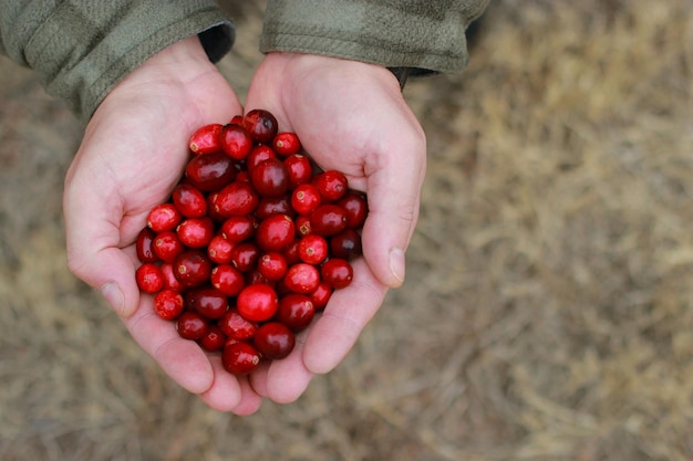 Mannhände, die frische Preiselbeeren halten, unscharfer Hintergrund im Freien