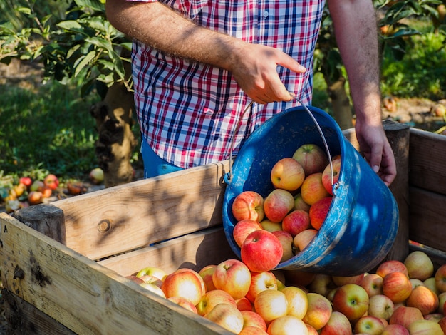 Mannhände in der Ernte von roten Äpfeln