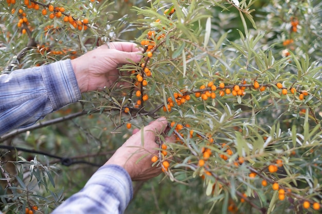 Mannhände sammeln Sanddornbeeren im Garten