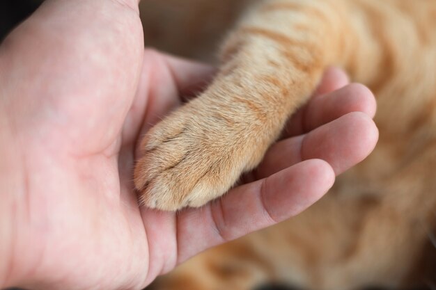 Mannhand, die Beinkatze für Liebe hält