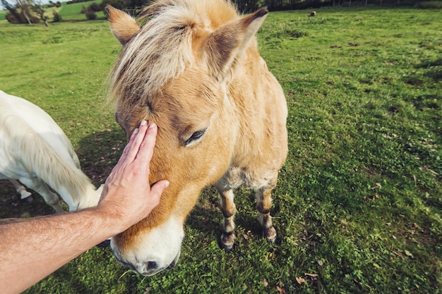 Mannhand streichelt Pferd