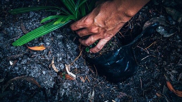 Mannhandpflanze, um im Boden zu wachsen. Mann, der Spross hält und im Boden auf Arbeitsfeld pflanzt. Gartenarbeit, Pflanze.