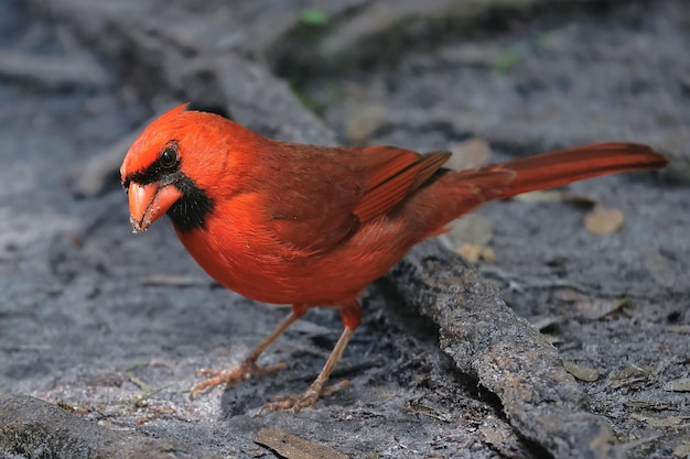 Foto mannlicher kardinal auf dem boden, der in die kamera schaut