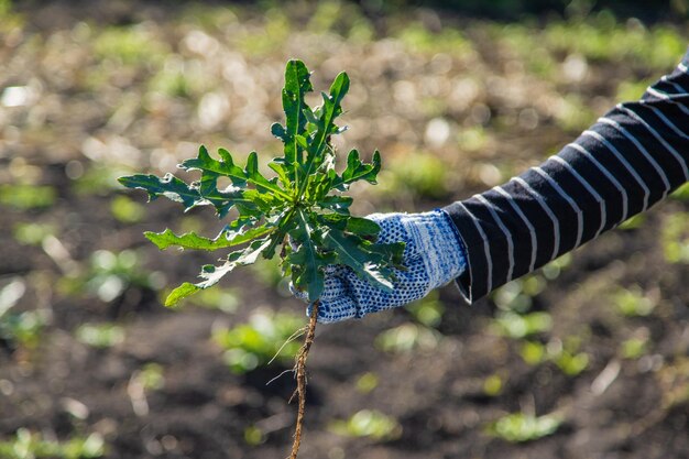 Foto mannlicher landwirt, der unkraut bekämpft, säumt distel, selektiver fokus