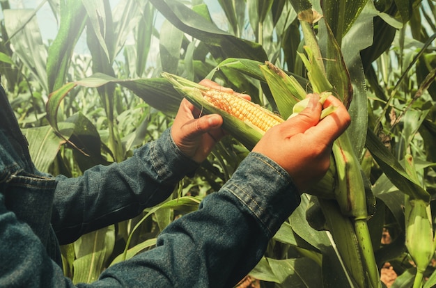 mano abriendo maíz en tallo en el campo