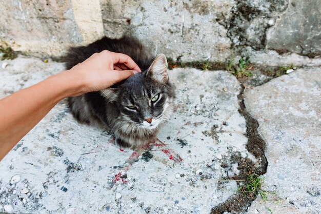 Mano acariciando el gato callejero gris esponjoso. Mascotas sin hogar. Amiguitos