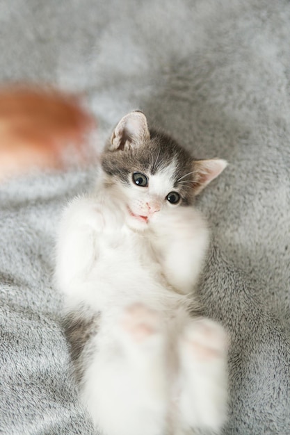 Mano acariciando a un lindo gatito en una cama suave Propietario jugando con un adorable gatito gris y blanco