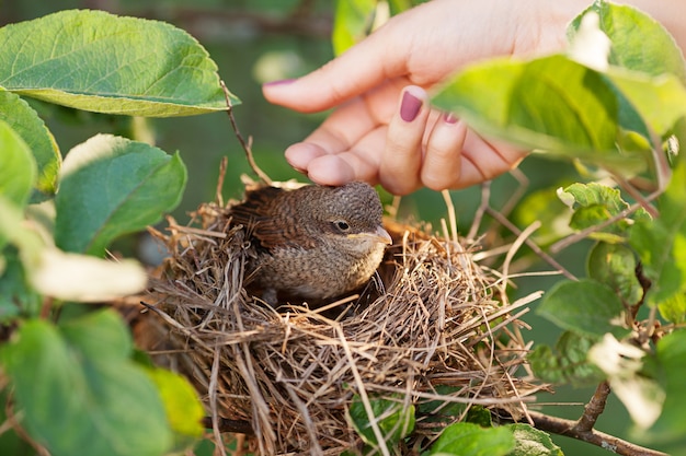 Foto mano acariciando a un pajarito sentado en el nido