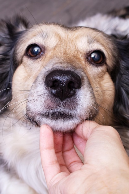 Mano acariciando un perro gris de cerca