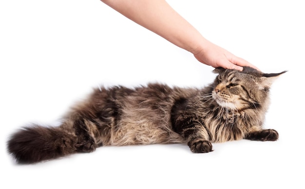 Mano acariciando a rayas gato esponjoso aislado sobre fondo blanco.