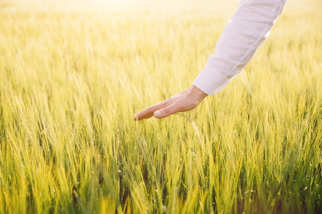 La mano de un agricultor en un campo de trigo en Ucrania El concepto de bloqueo a la exportación de cereales