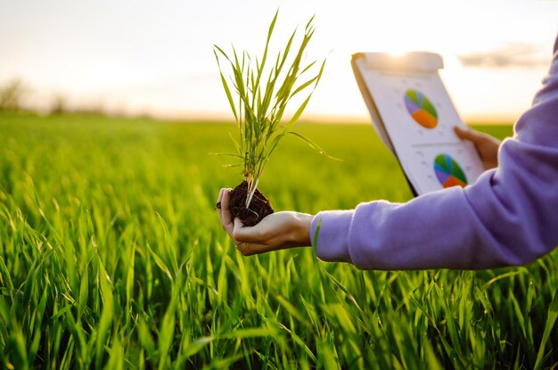 La mano de un agricultor experto recolecta suelo y verifica la salud del suelo antes de cultivar una semilla de verdura