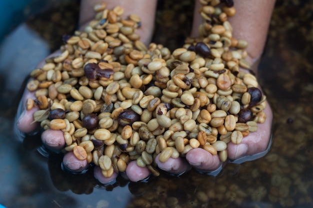 Mano del agricultor con granos de café, proceso de limpieza de semillas de café