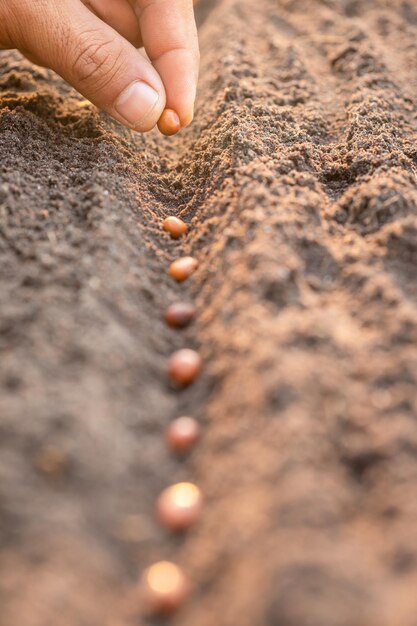 Foto mano del agricultor plantando semillas marrones en el suelo concepto de crecimiento y medio ambiente