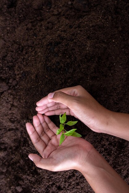 La mano del agricultor recogió las pequeñas plántulas de chile en la olla para el vivero