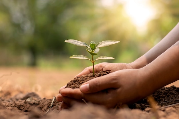 La mano del agricultor siembra las plántulas en el suelo, la forestación y el concepto de remediación ambiental.