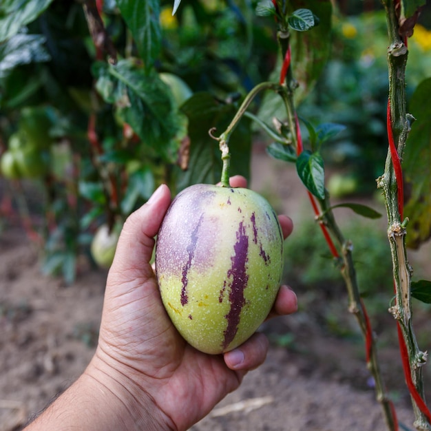 Mano de agricultor sosteniendo melón Pepino, fruta (Solanum muricatum)