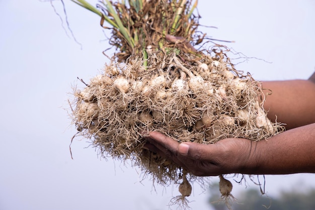 La mano del agricultor sosteniendo un montón de ajo fresco en la temporada de cosecha en el campo