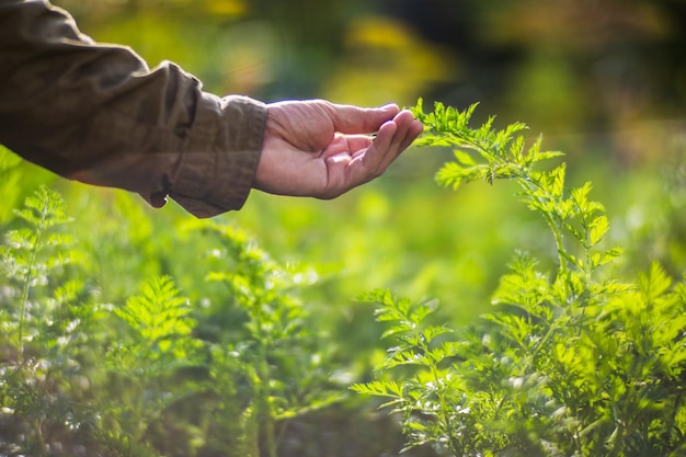 La mano del agricultor toca los cultivos agrícolas de cerca Cultivo de hortalizas en el jardín Cuidado y mantenimiento de la cosecha Productos ecológicos