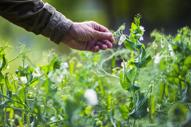 La mano del agricultor toca los cultivos agrícolas de cerca Cultivo de hortalizas en el jardín Cuidado y mantenimiento de la cosecha Productos ecológicos