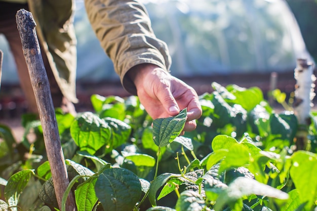 La mano del agricultor toca los cultivos agrícolas de cerca Cultivo de hortalizas en el jardín Cuidado y mantenimiento de la cosecha Productos ecológicos