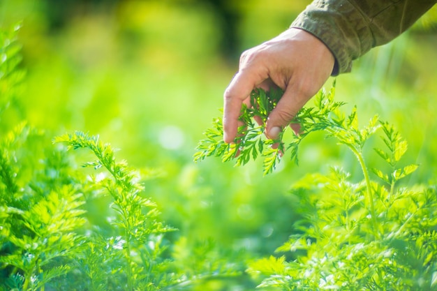 La mano del agricultor toca los cultivos agrícolas de cerca Cultivo de hortalizas en el jardín Cuidado y mantenimiento de la cosecha Productos ecológicos