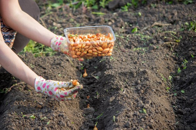 La mano de una agricultora sembrando cebollas en un huerto orgánico primer plano de la mano sembrando semillas en el suelo