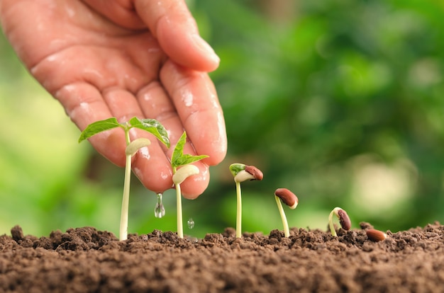 Mano de agricultura nurtur regar las plantas jóvenes que crecen paso en el concepto de suelo