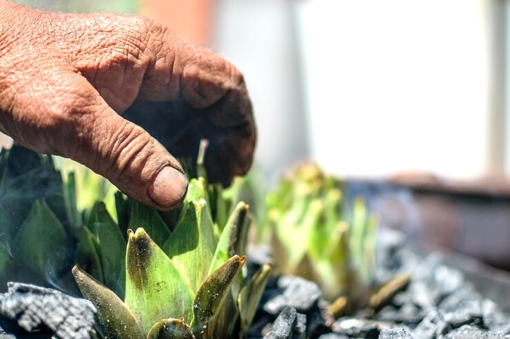 Una mano alcanza una planta que tiene la palabra "suculenta".