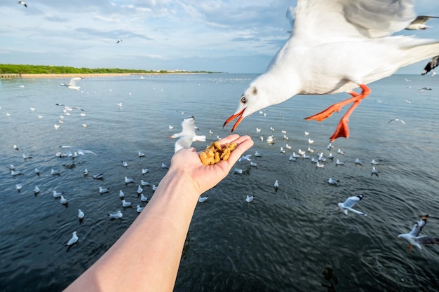 Mano alimentación bocadillo de cerdo con gaviotas.