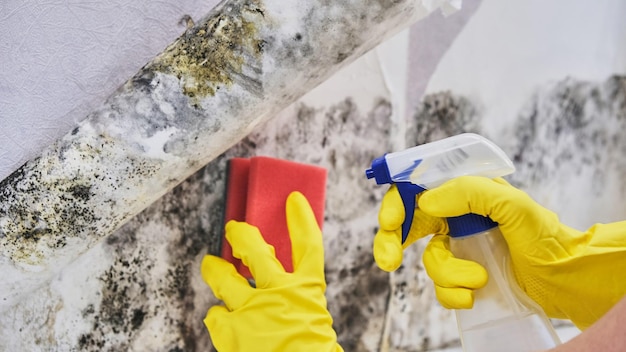 Mano De Ama De Llaves Con Guante Molde De Limpieza De La Pared Con Esponja Y Botella De Aerosol