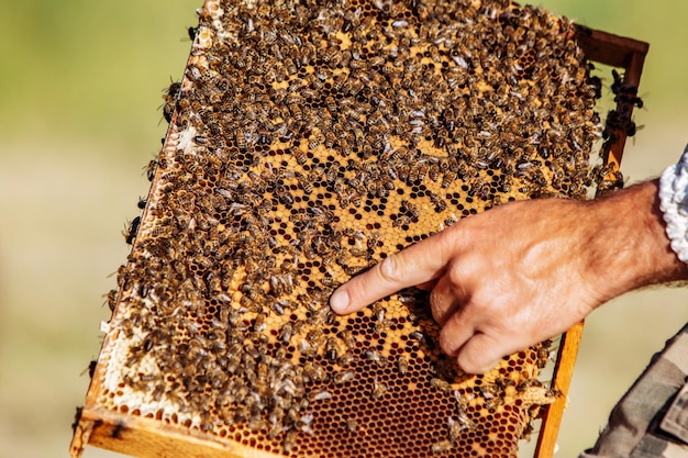 Mano de apicultor está trabajando con abejas y colmenas en el colmenar Abejas en panales Marcos de una colmena de abejas