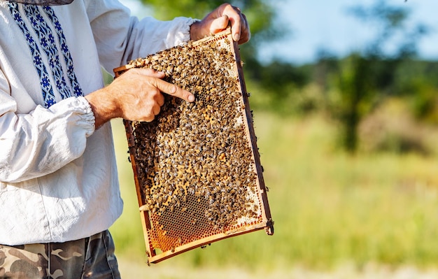 Mano de apicultor está trabajando con abejas y colmenas en el colmenar Abejas en panales Marcos de una colmena de abejas