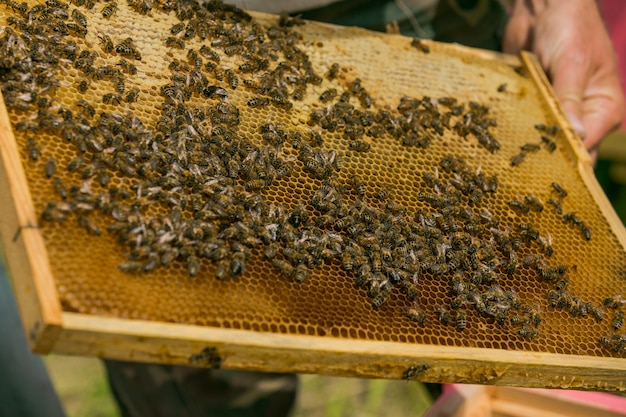 La mano del apicultor está trabajando con las abejas y las colmenas en el colmenar. Abejas en panales. Marcos de una colmena de abejas