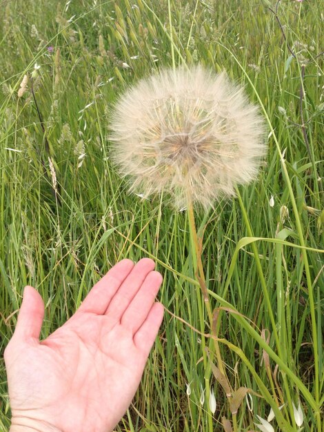 La mano apuntando a la flor del diente de león