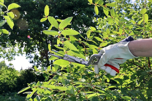 Foto de la mano en el arbusto de recorte de guante de cuero en jardín con tijeras