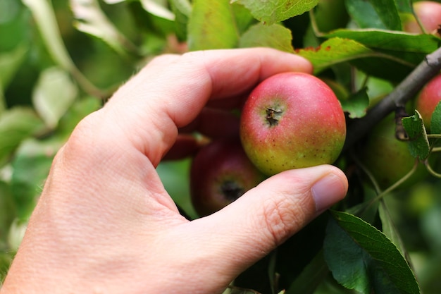 Mano arranca manzanas rojas closeup