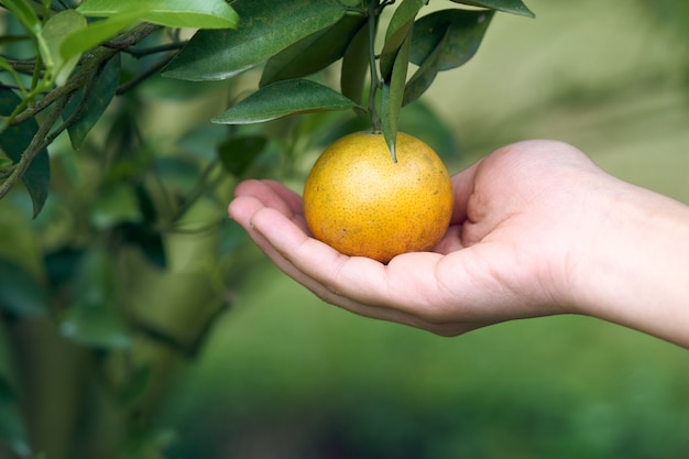 La mano asiática de la muchacha está cosechando naranja del jardín anaranjado