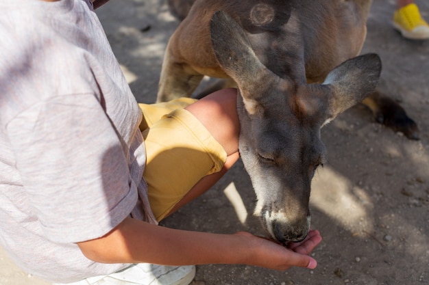 mano de bebé amamantando un canguro australiano