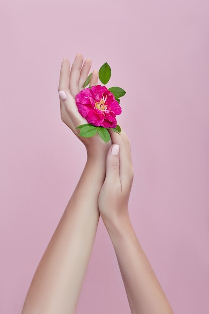 Mano de belleza de una mujer con flores rojas se encuentra en la mesa, superficie de papel rosa. Producto cosmético natural y cuidado de manos, hidratación y reducción de arrugas, cuidado de la piel