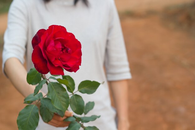 La mano de la chica joven da una rosa roja.